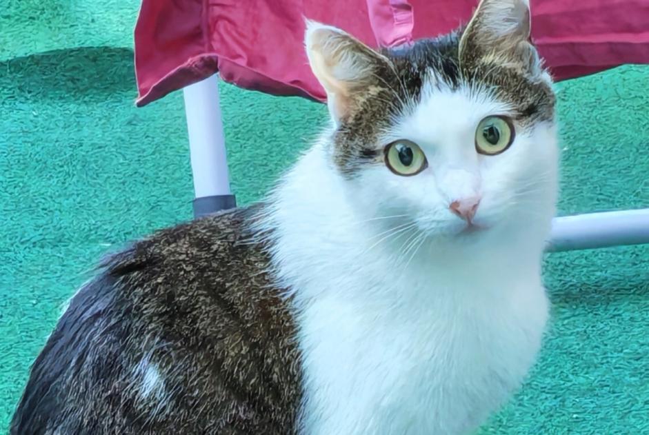 Vermisstmeldung Katze Weiblich , 1 jahre Bourgoin-Jallieu Frankreich