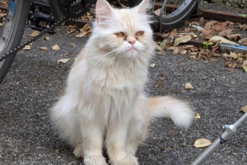 Disappearance alert Cat miscegenation Female , 2 years Échirolles France Disappearance alert Cat miscegenation Female , 2 years Échirolles France