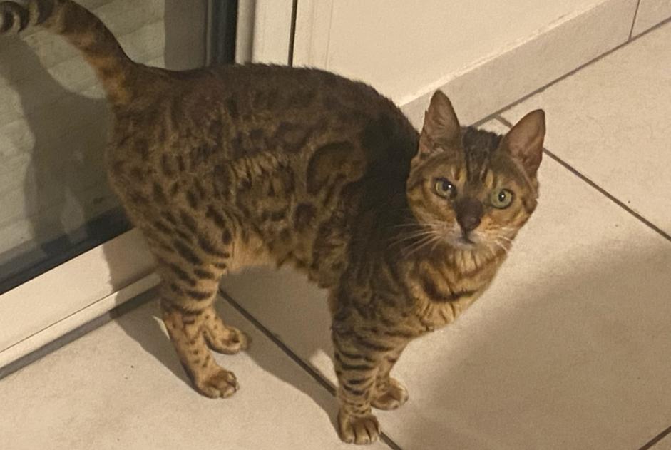 Alerta de Desaparición Gato  Hembra , 9 años Pontcharra Francia