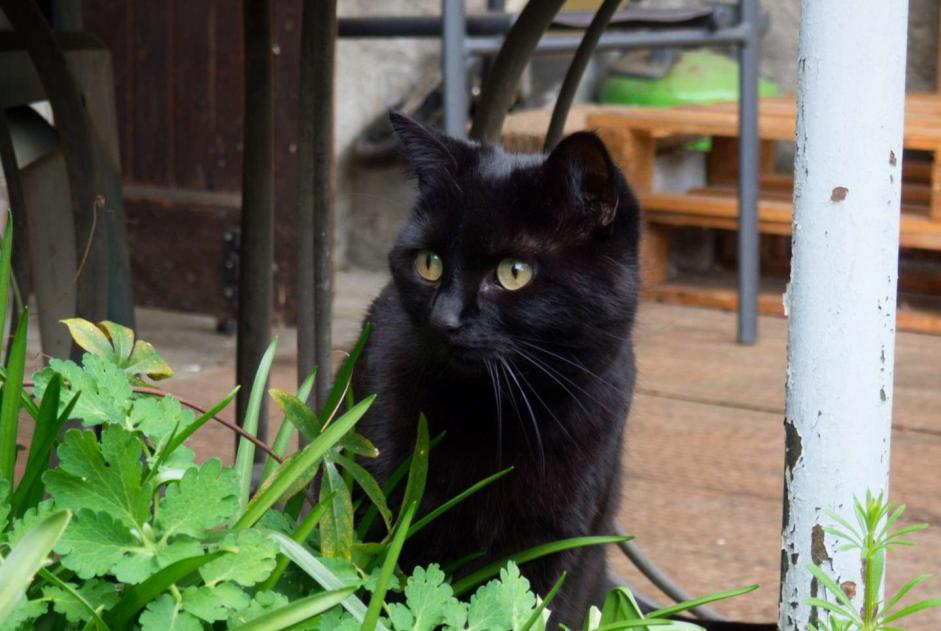 Avviso scomparsa Gatto Femmina , 8 anni Corenc Francia