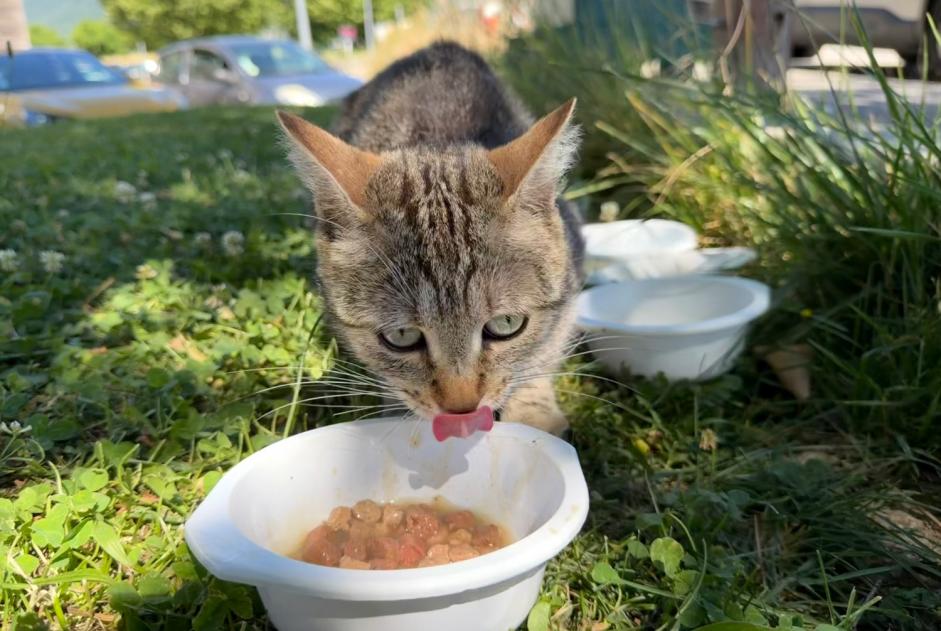 Ontdekkingsalarm Kat Onbekend Saint-Ismier Frankrijk