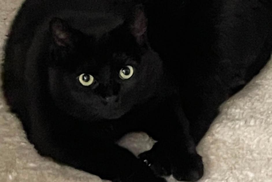 Alerta desaparecimento Gato Fêmea , 11 anos Rives France
